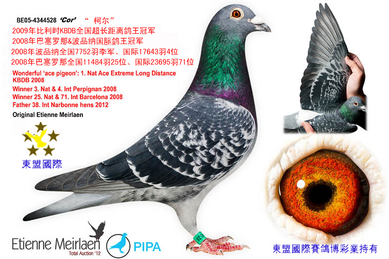 柯尔全国超长距离鸽王冠军