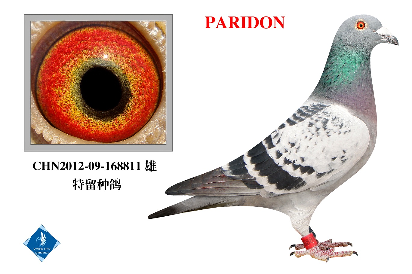 PARIDON  D(zhun)