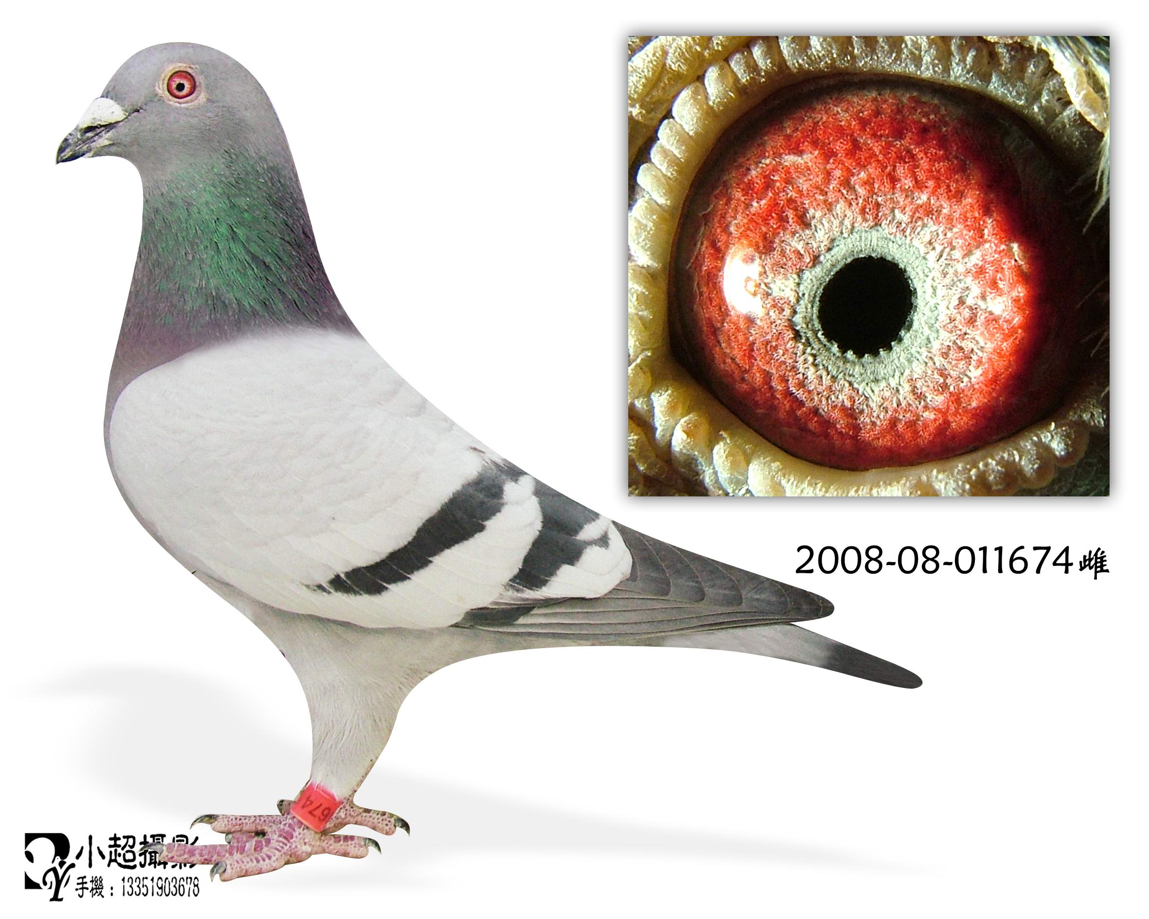 019近亲_世纪缘_ ag188.com爱鸽商城