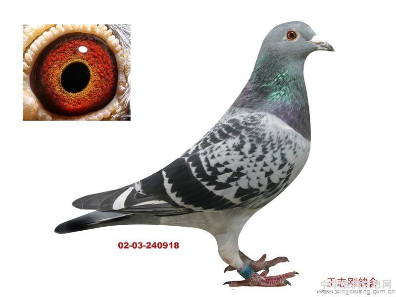 桑杰士281_北京志刚鸽舍_ ag188.com爱鸽商城_中信网