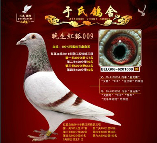 晚上红狐009