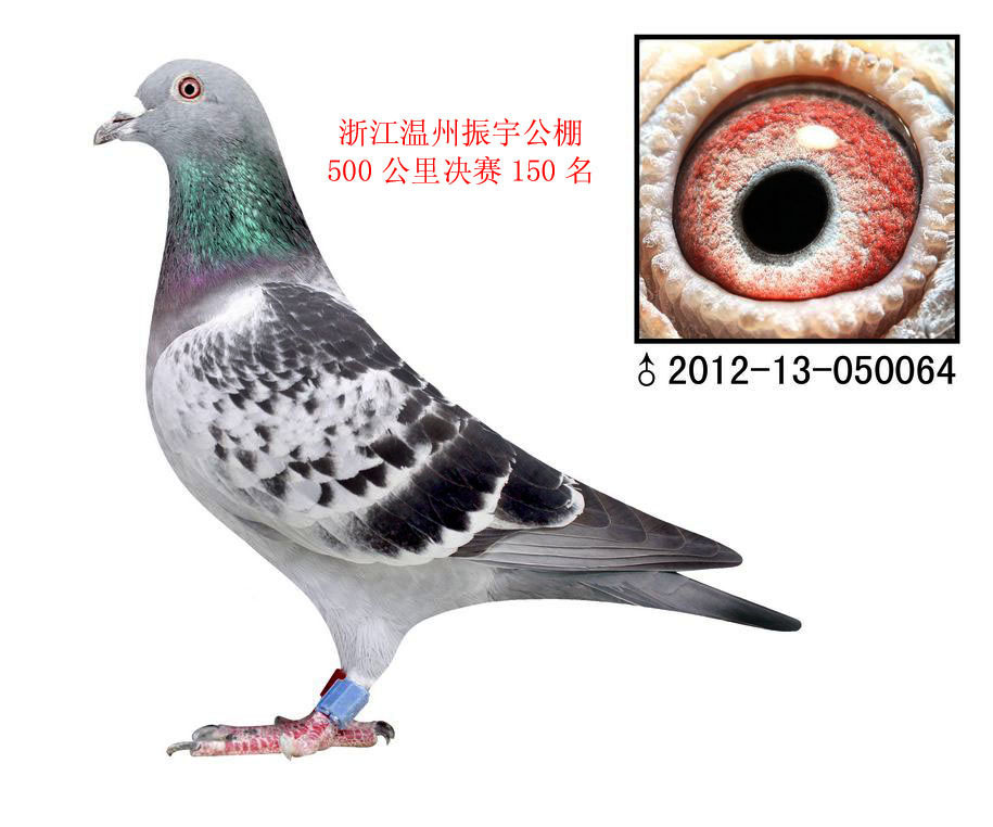 135孙温州振宇公棚150名已售