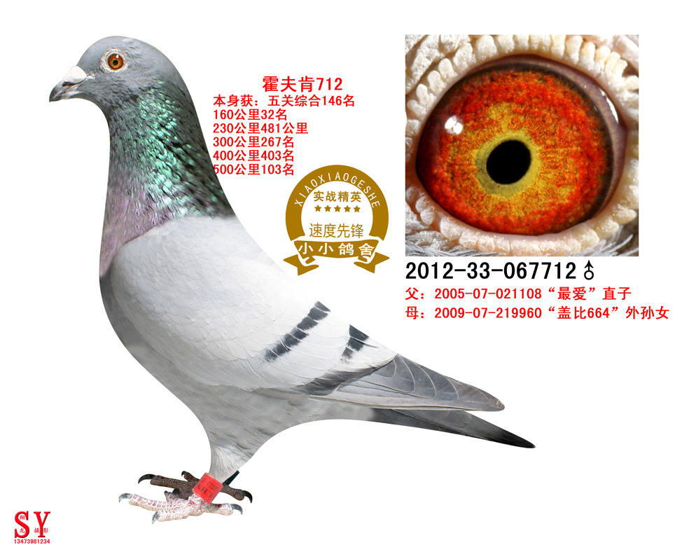 霍夫肯712_东北小小鸽舍_ag188.com爱鸽商城_中国信鸽