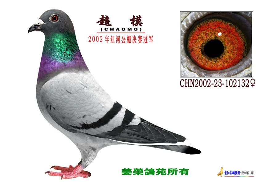 红河公棚冠军_贵州姜荣鸽苑-中信网爱鸽商城
