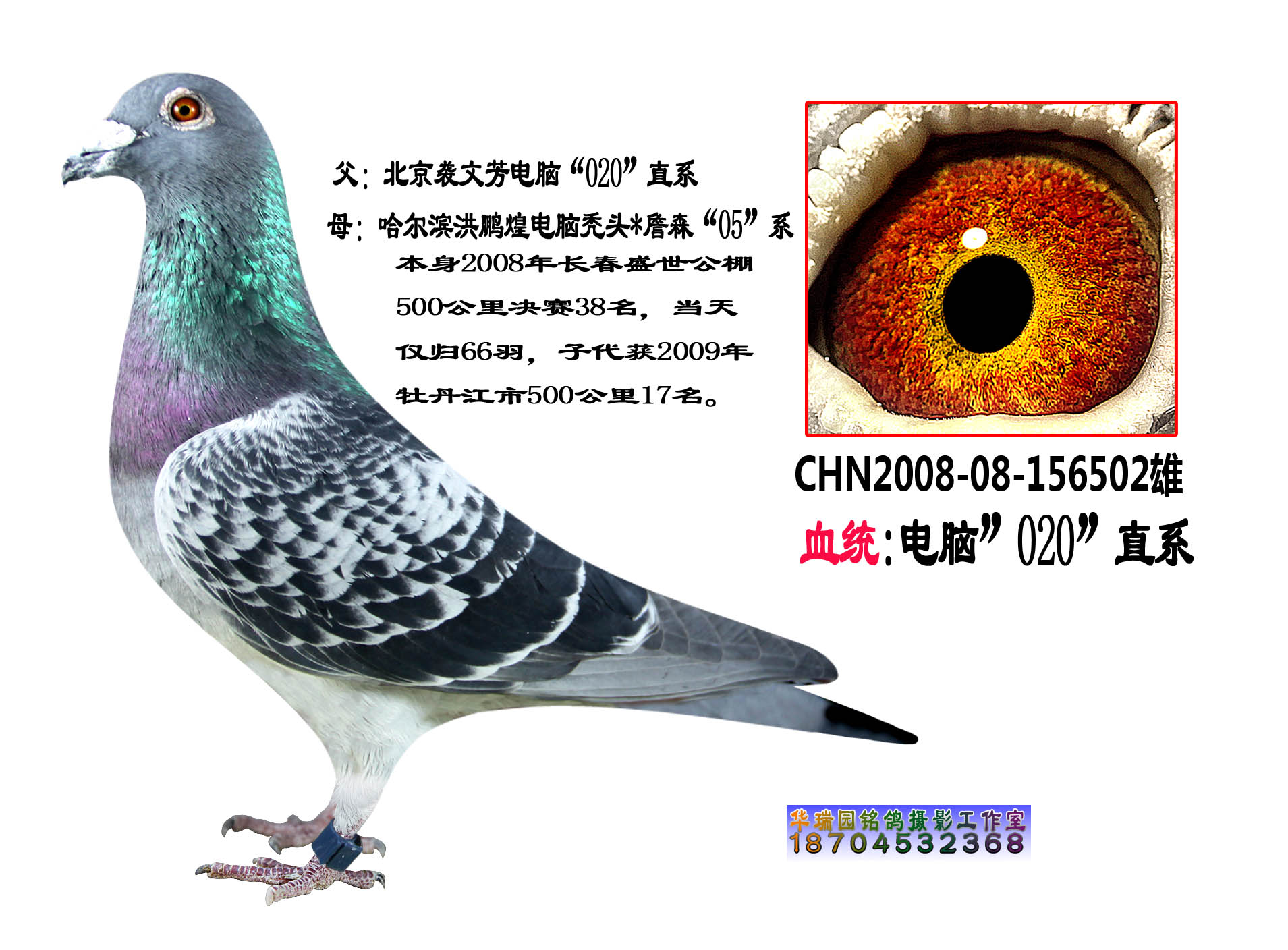 电脑戈马利_北亚鸽园_ ag188.com爱鸽商城