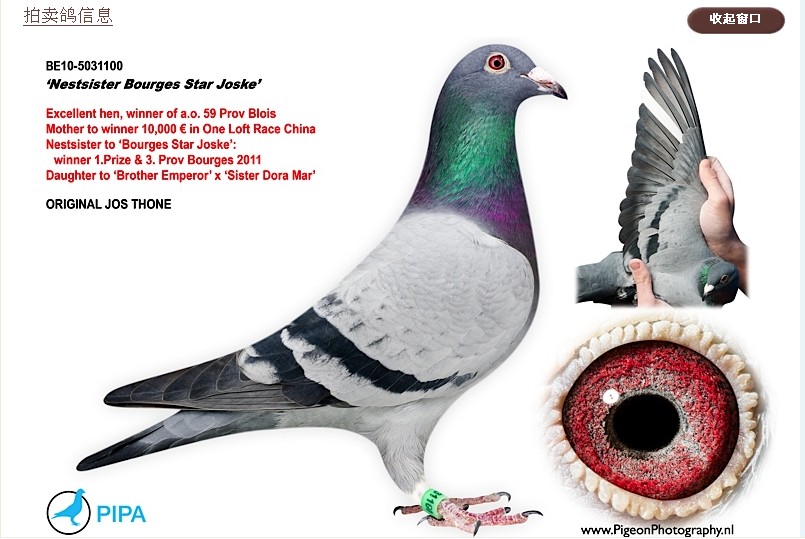 波治明星<em>小荞</em>丝同窝<em>姐妹</em>_哈尔滨明辉鸽舍-中信