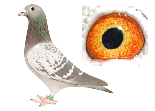 tĸֱŮ