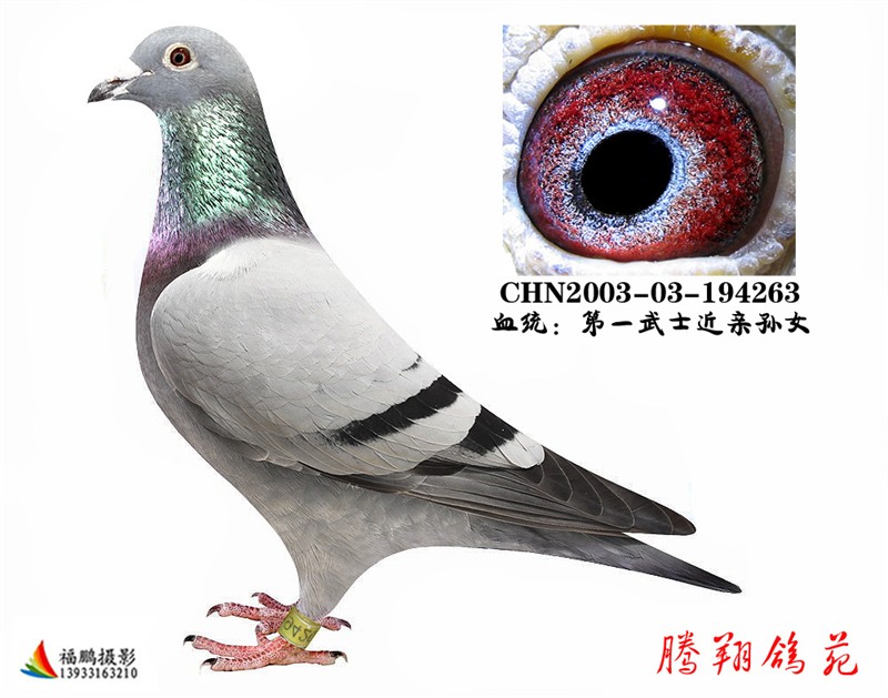 һʿѪOŮWŮɣ