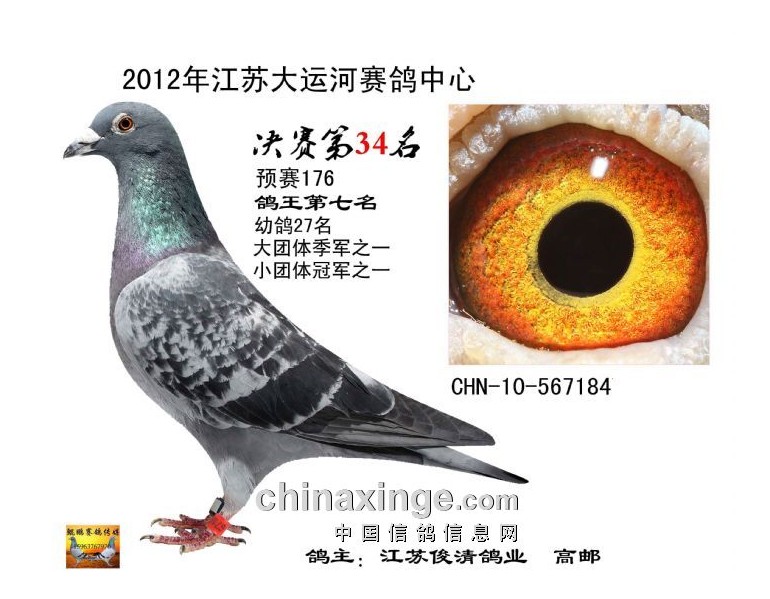 考夫曼_江苏俊清鸽业_ ag188.com爱鸽商城_中国信鸽