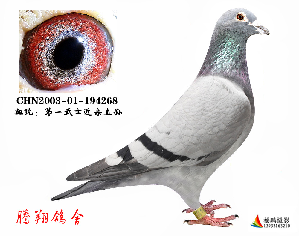 һʿѪֱO268