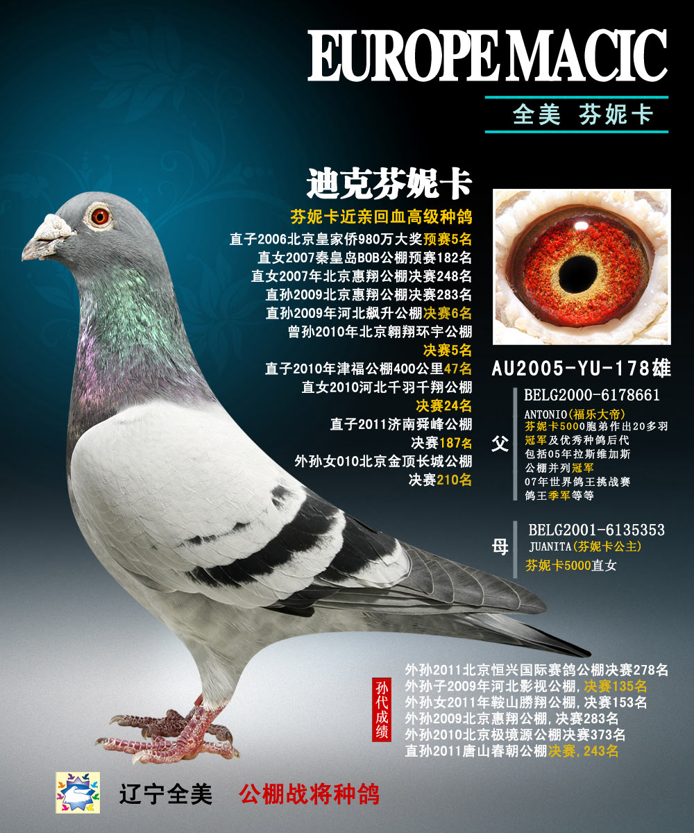 芬妮卡5000孙代"迪克芬妮卡"_辽宁.全美_ ag188.com爱鸽商城_中信网