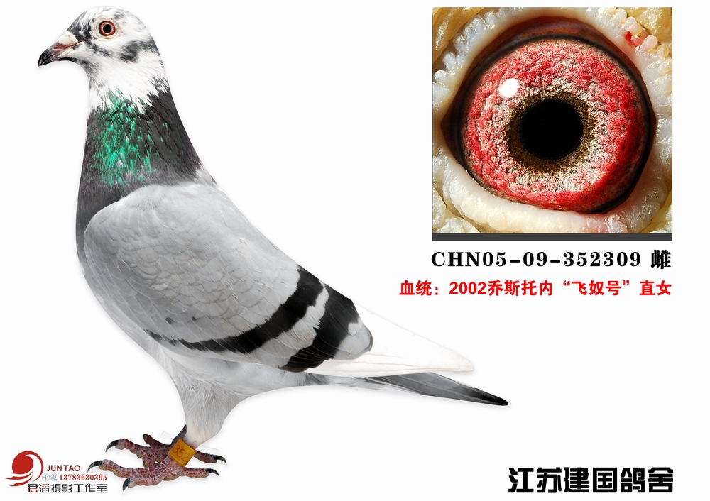 性 别:             雌                         目 录:  乔斯托内
