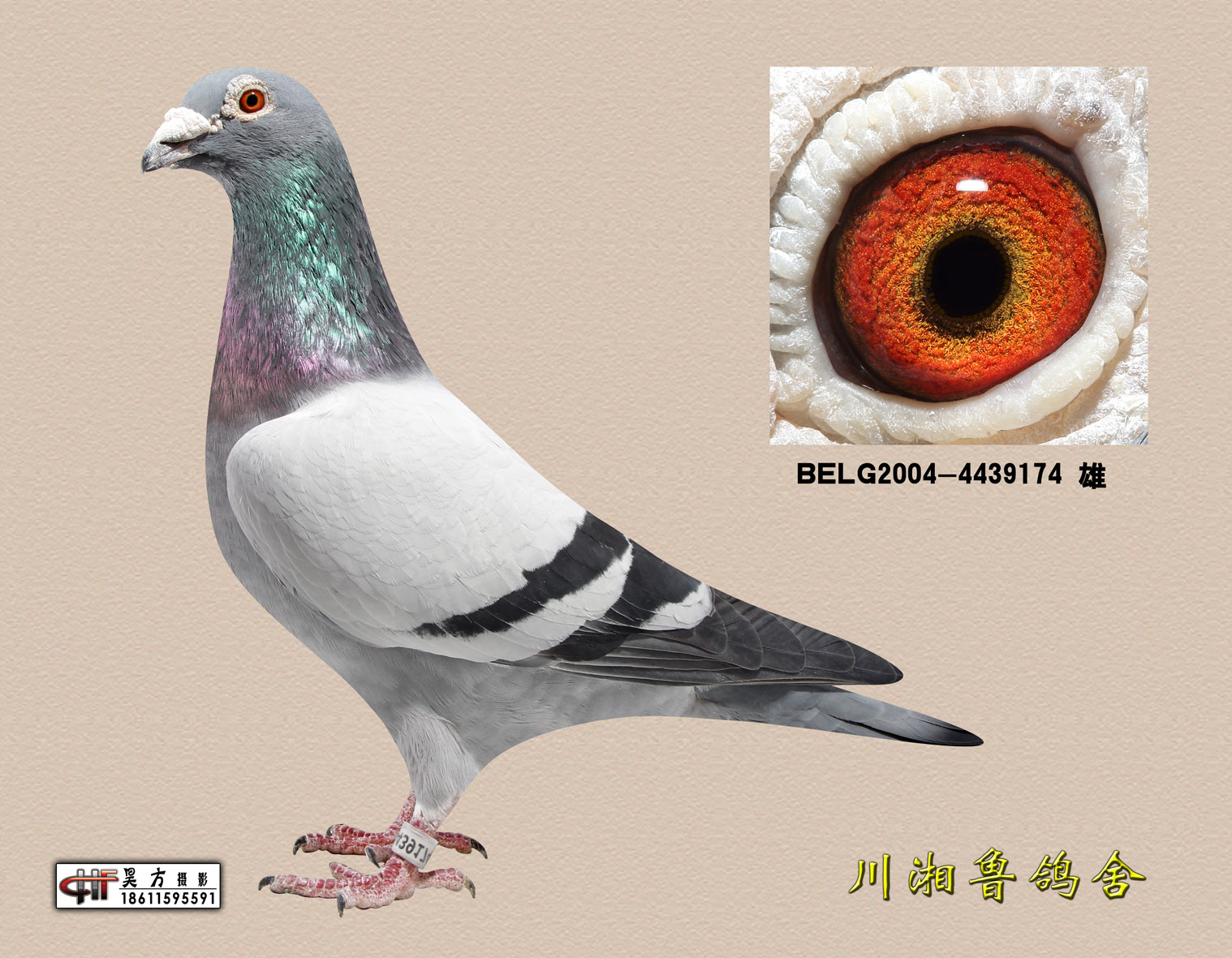 速霸龙