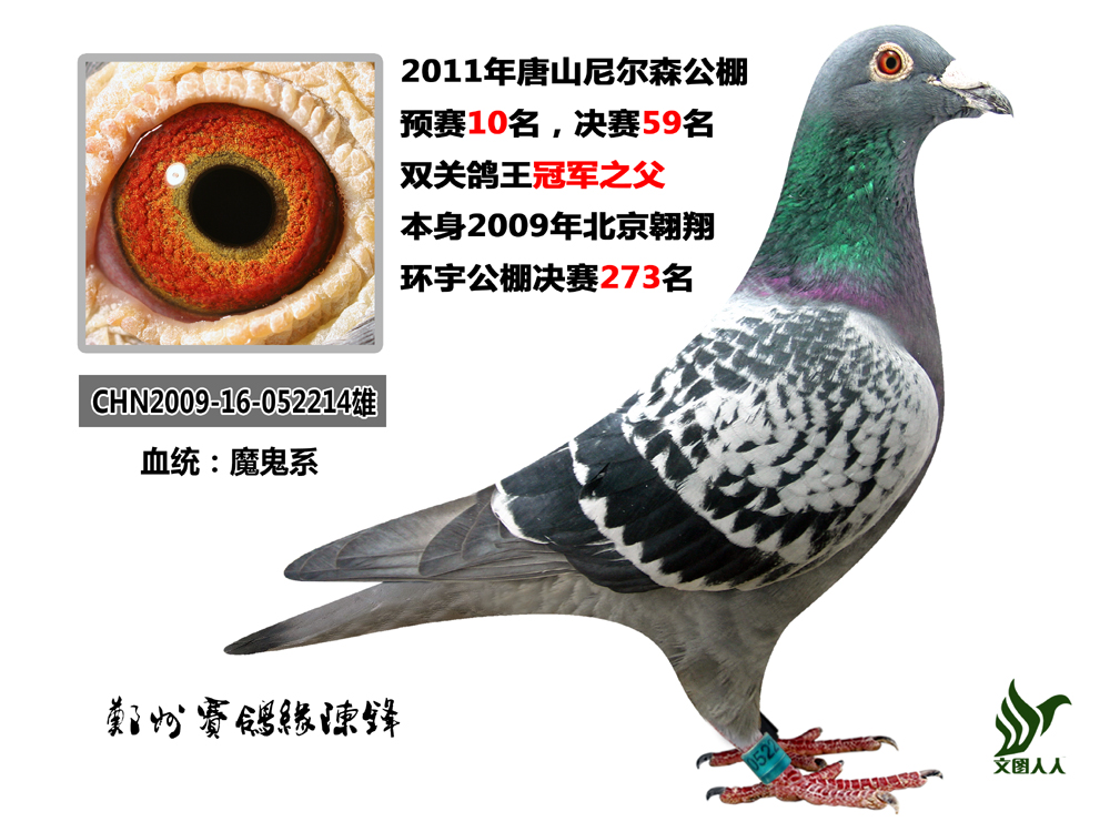 尼尔森鸽王冠军之父