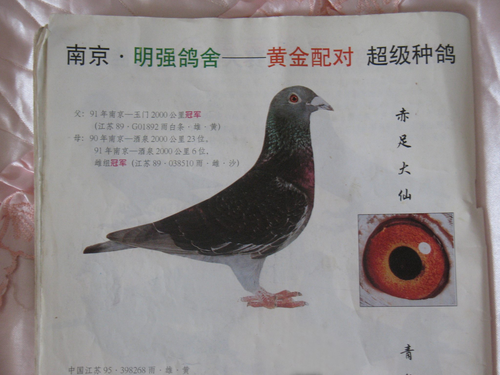 本舍收集历年优秀赛鸽欣赏