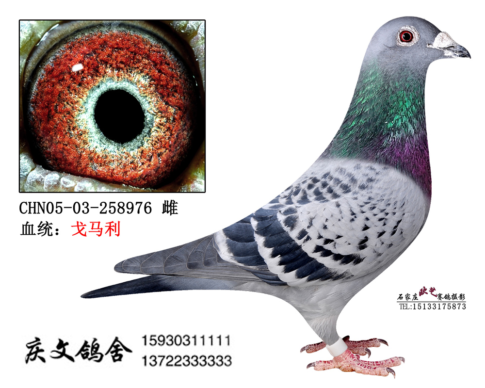 R199ϵ