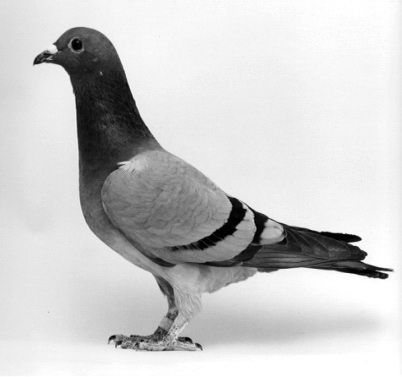 Ů