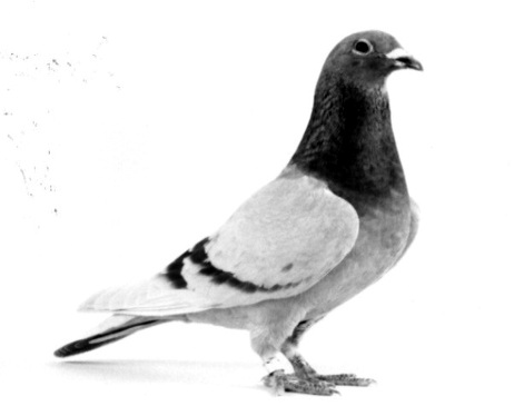 ٶȻʺ