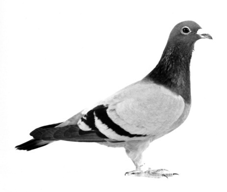 Ů