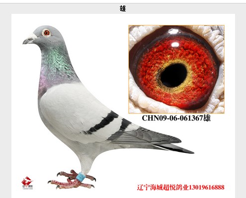 CHN09-06-061367_超悦鸽业_ ag188.com爱鸽