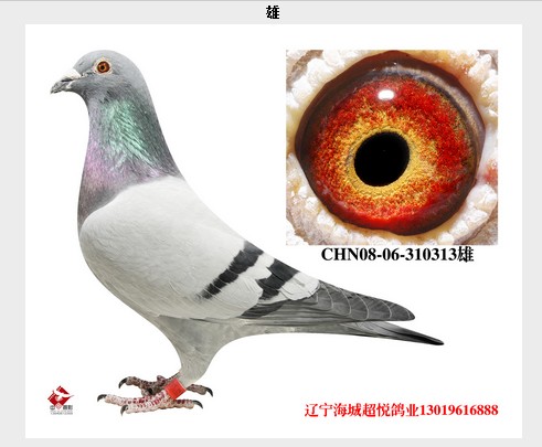 CHN08-06-310313_超悦鸽业_ag188.com爱鸽