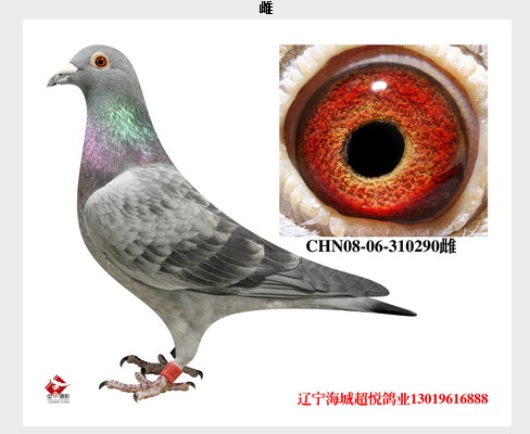 CHN08-06-310290_超悦鸽业_ ag188.com爱鸽