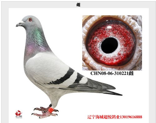 CHN08-06-310221_超悦鸽业_ ag188.com爱鸽