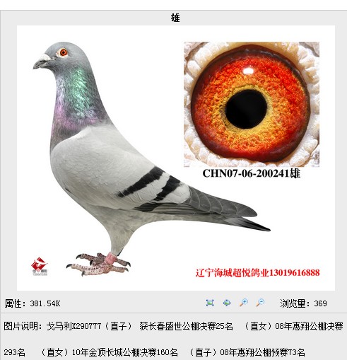 CHN07-06-200241_超悦鸽业_ ag188.com爱鸽