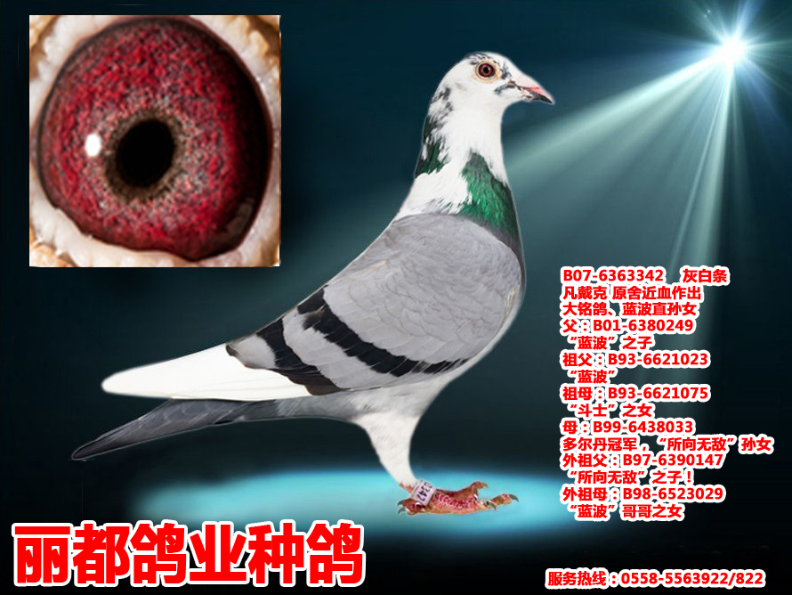 凡戴克原舍近血作出_丽都鸽业_ ag188.com爱鸽商城_中国信鸽信息网