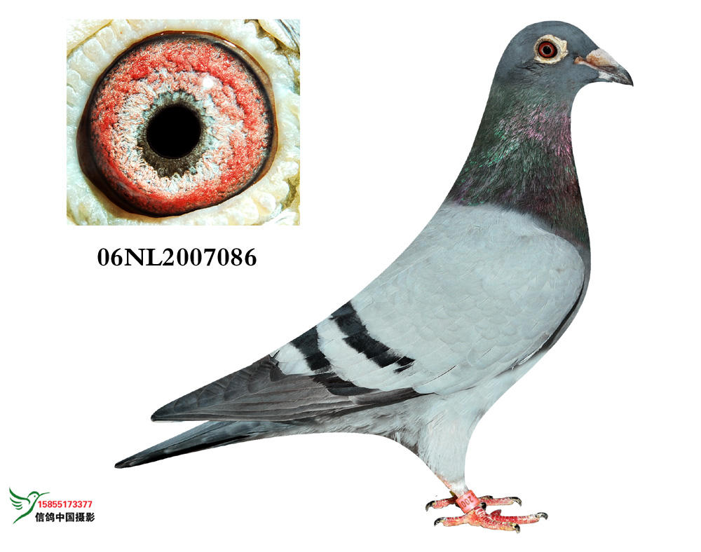 荷兰WHZB国家幼鸽鸽王亚军_美国赛鸽-中信网