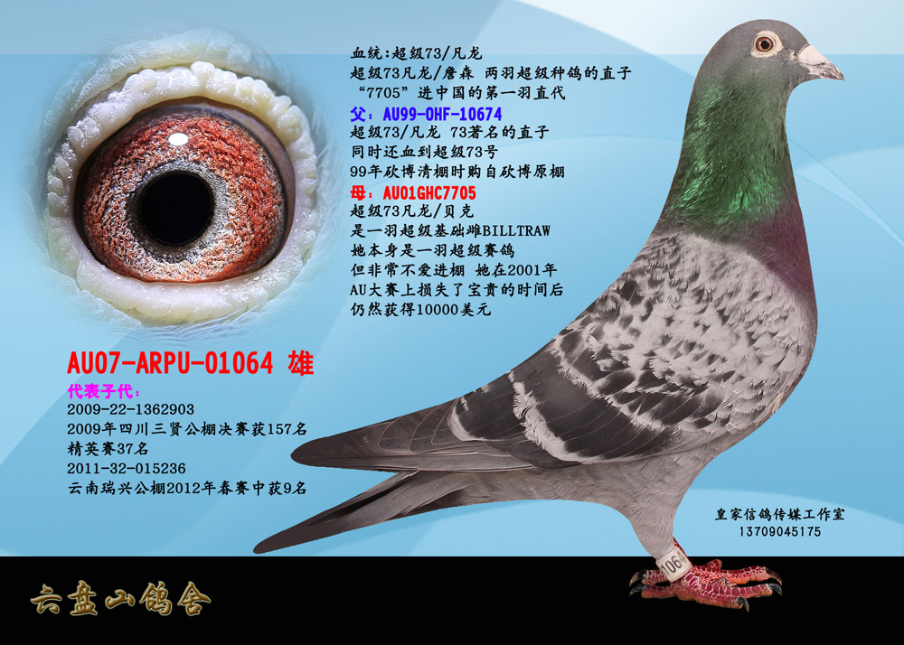 超级73/凡龙 砂眼 雨点 两羽超级种鸽的直子, 著名种鸽超级73凡龙