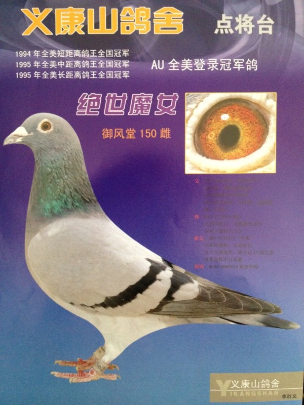 <em>绝世魔女</em>_义康山鸽舍_ ag188.com爱鸽商城_中