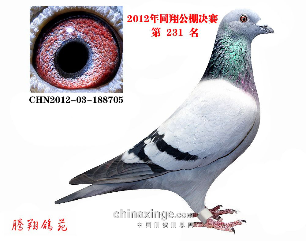 ղɭС705