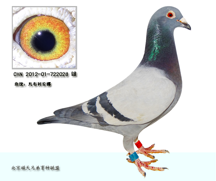 凡布利安娜