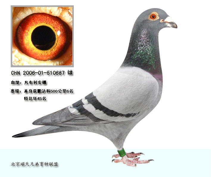 凡布利安娜