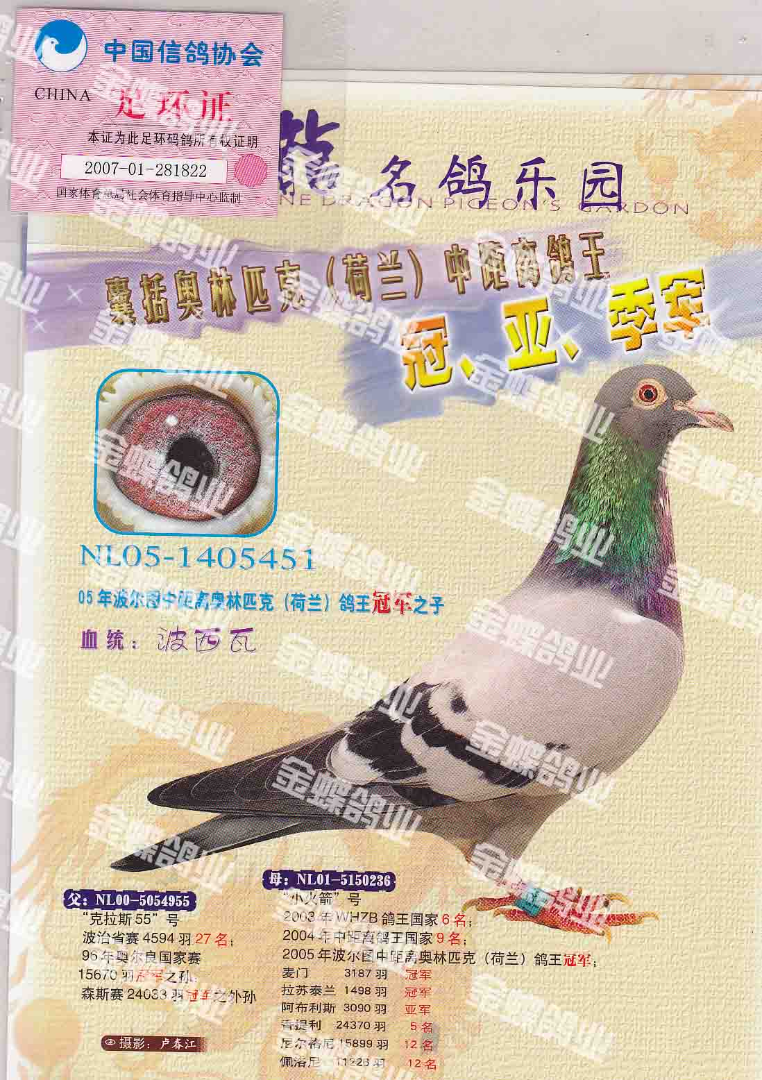 血统书; 12万羽冠军血系"波西瓦钻石配对"_金蝶鸽业(铭鸽交流)_ ag188