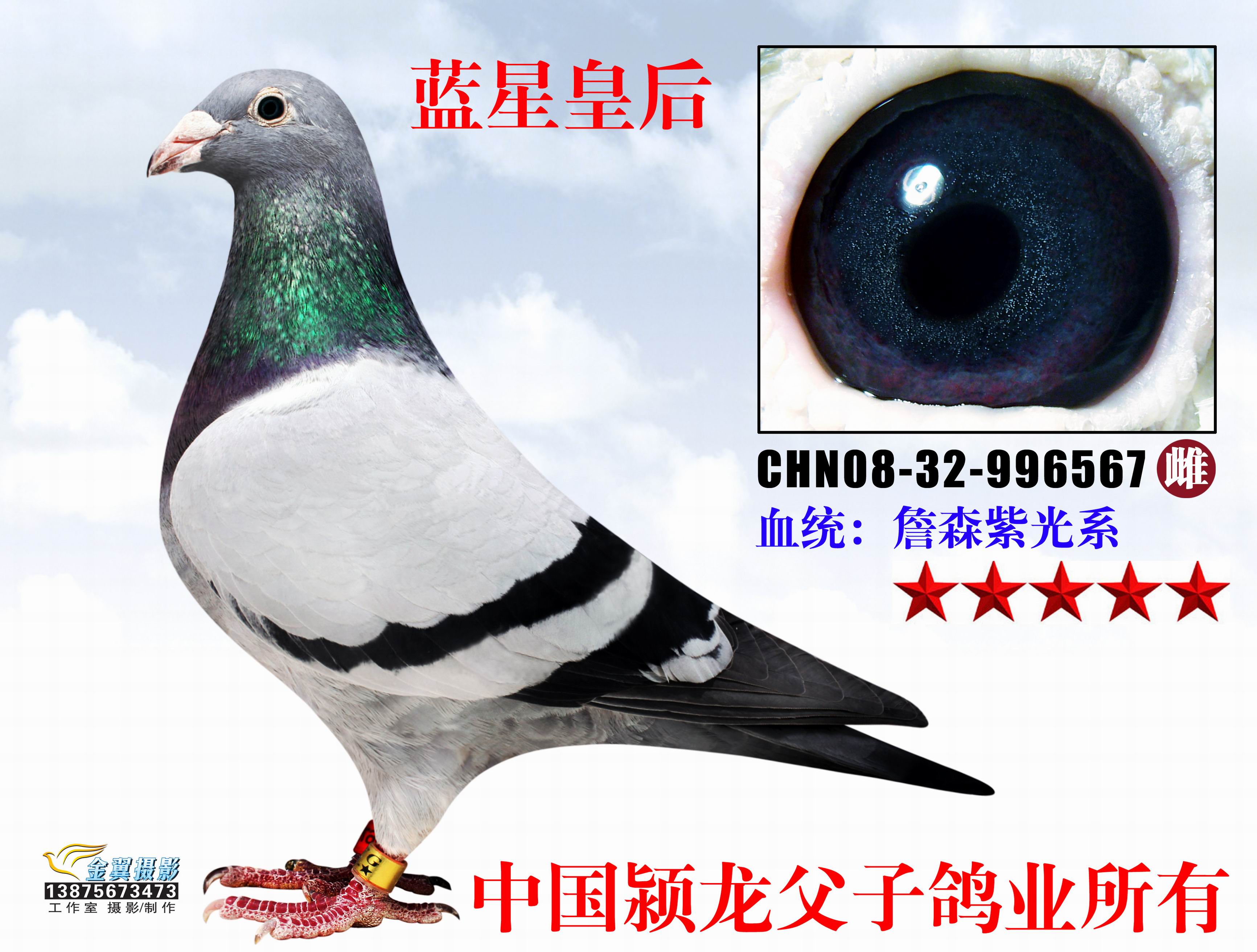 信鸽特征
