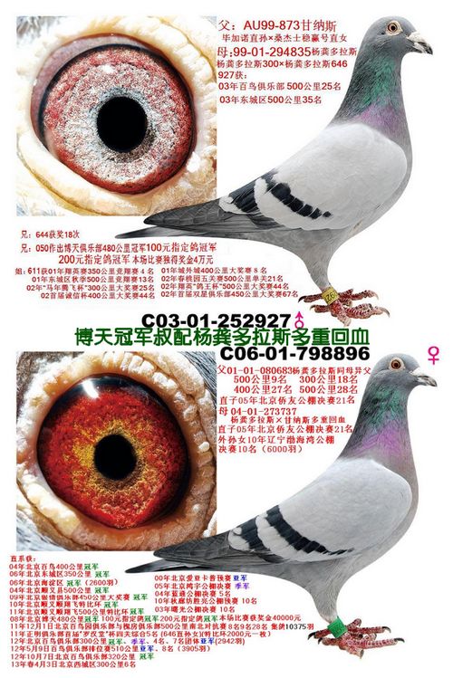 博天冠军叔配杨龚多拉斯多重回血