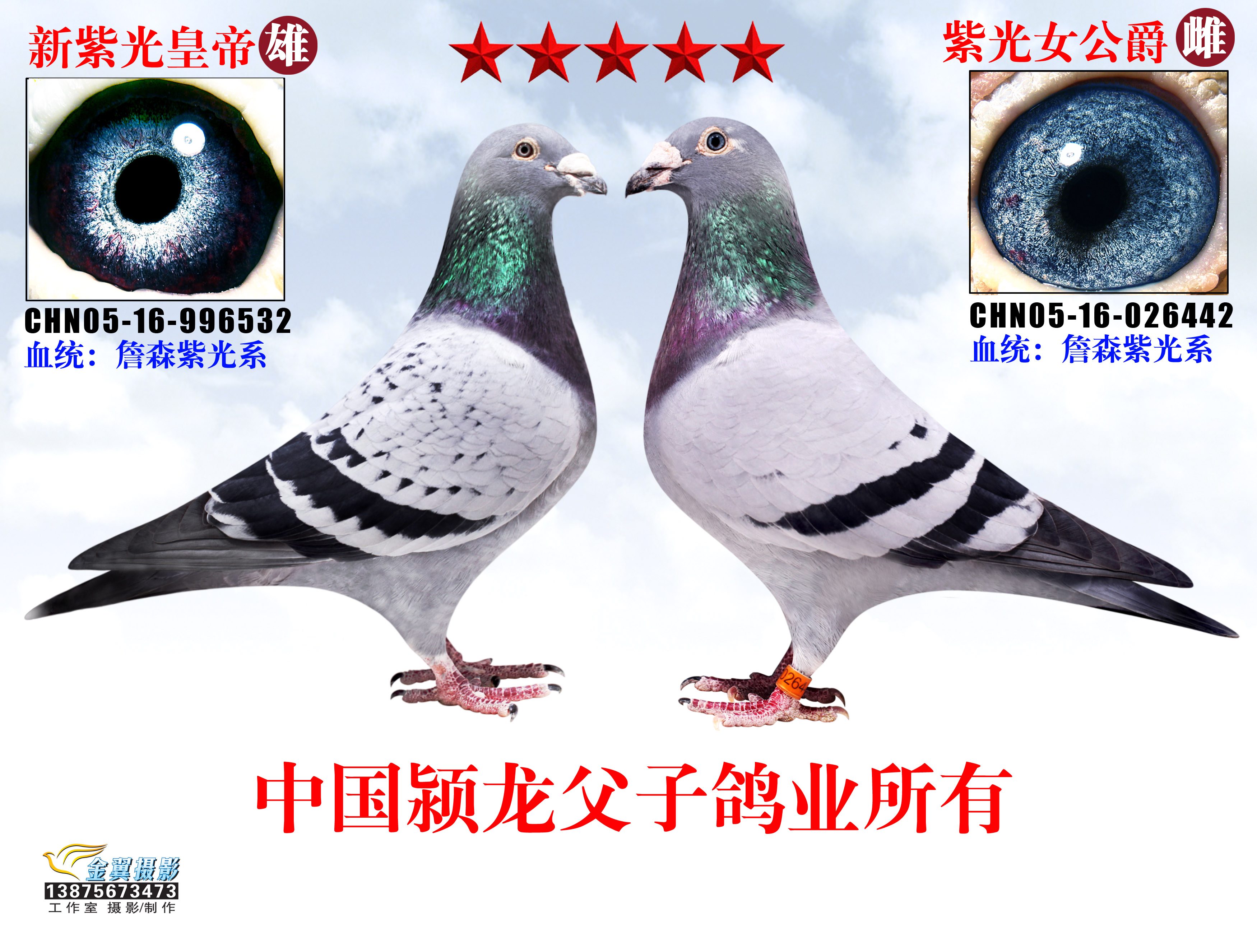 詹森紫光系第一配对