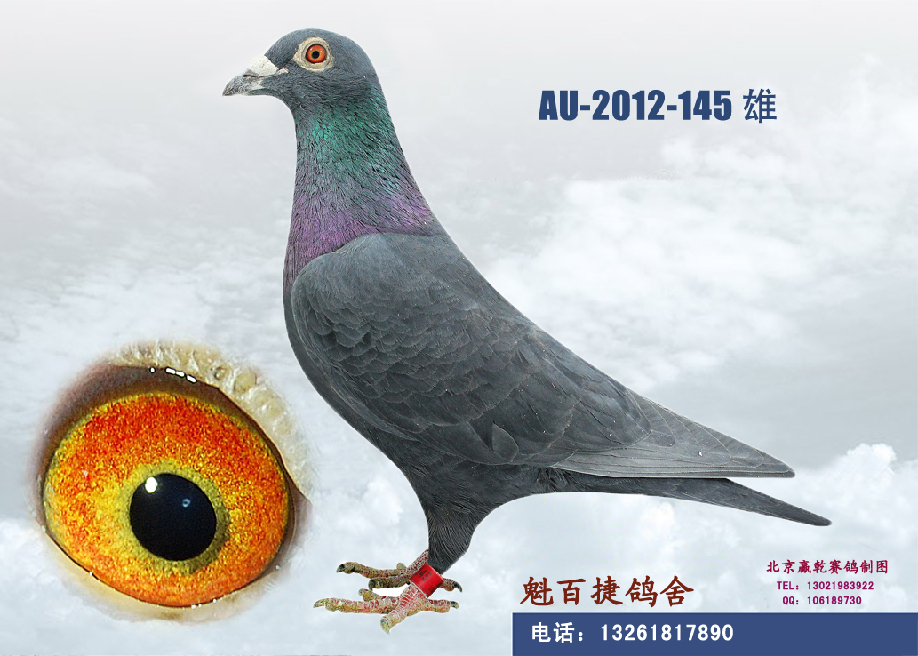 qq 鸽友圈 信鸽特征                  编 号: 226763