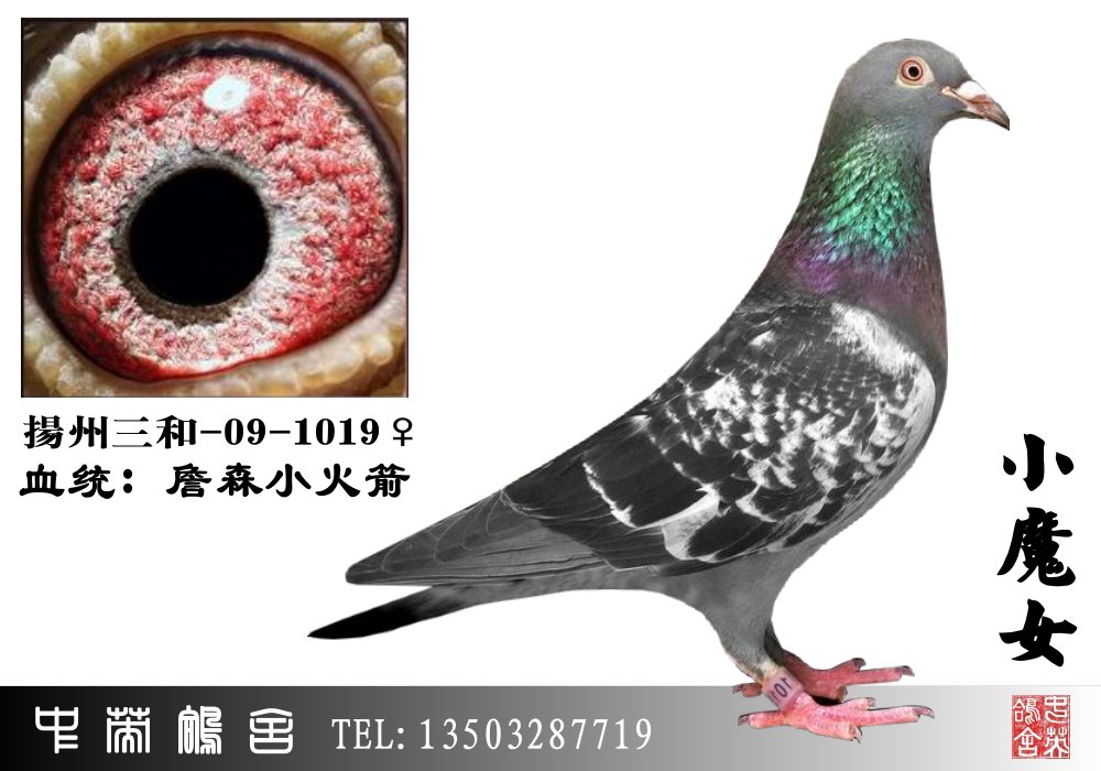 <em>小魔女</em>_中英鸽舍_ag188.com爱鸽商城_中国信