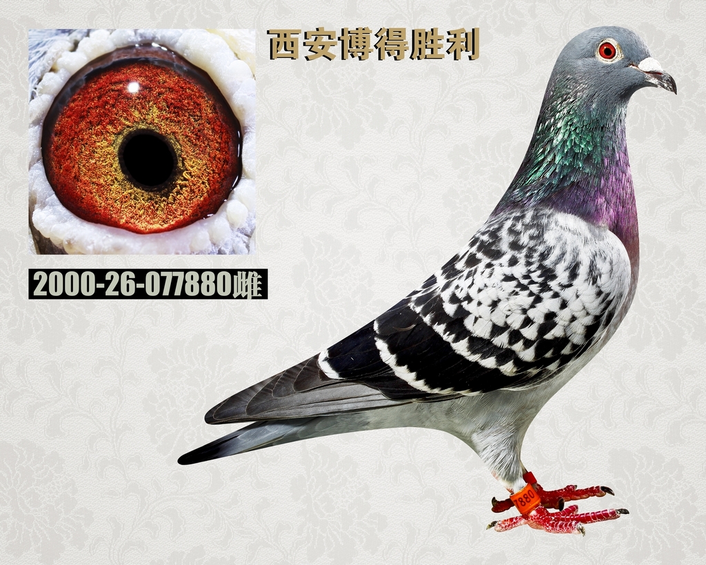 您要找的西安博得胜利种鸽舍展厅服务时间已到期