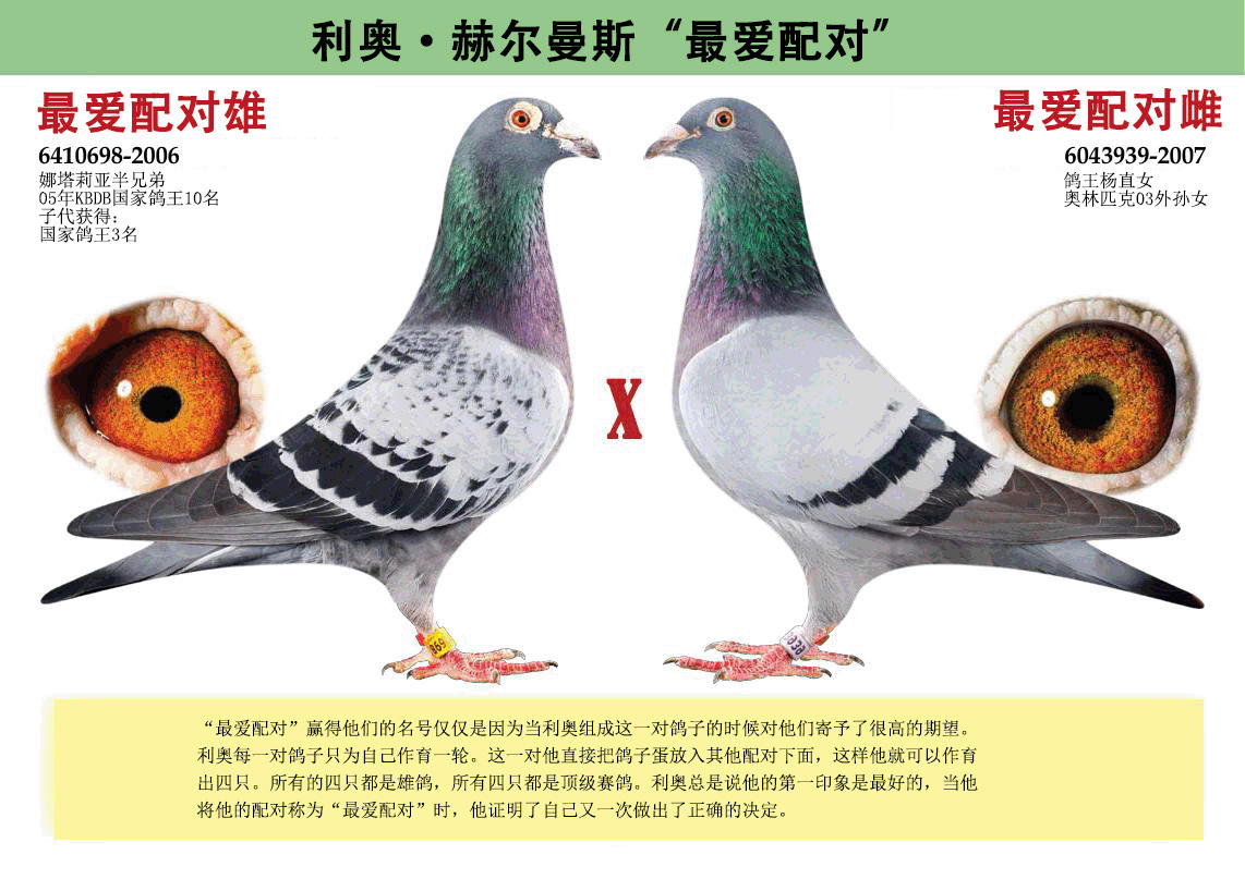 com爱鸽商城_中国信鸽
