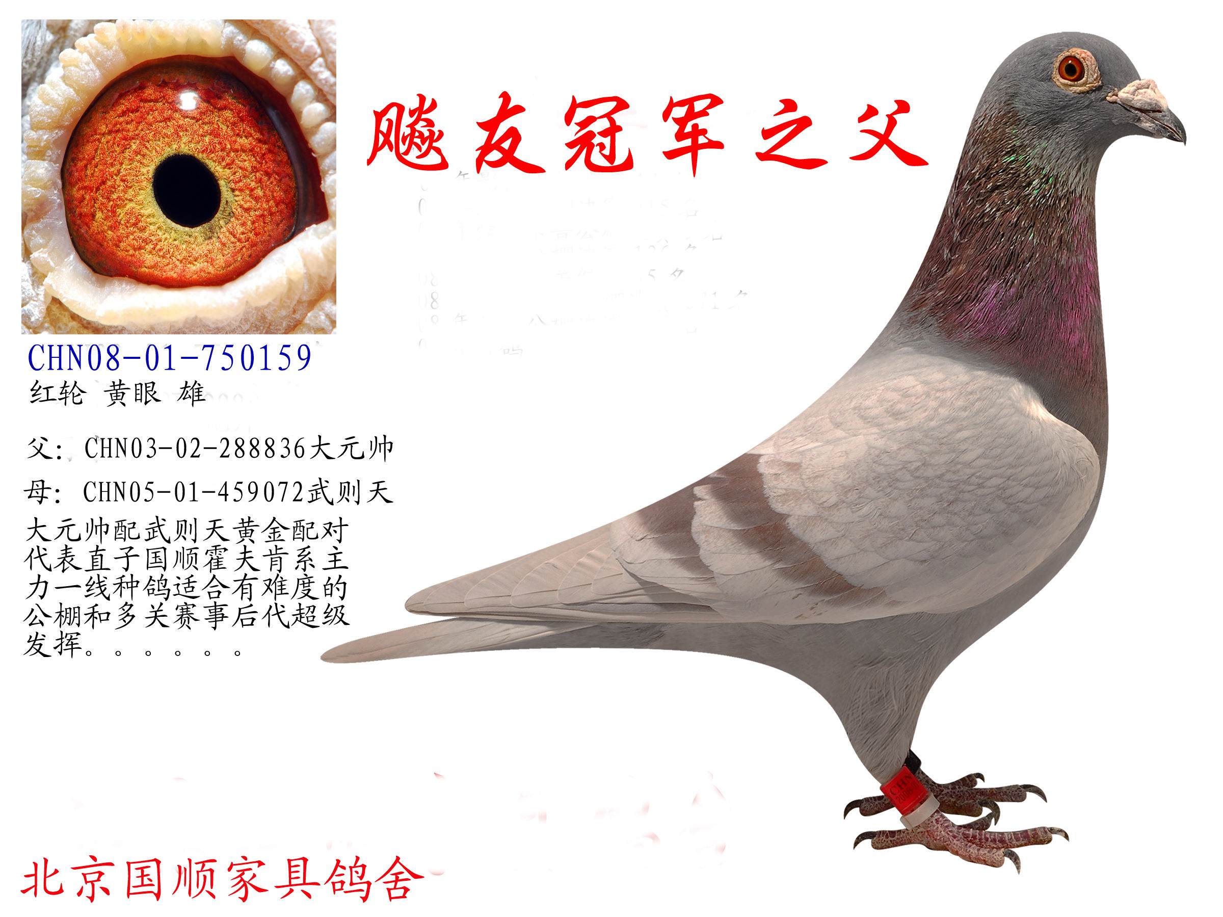 大元帅直子飚友三关冠军之父_北京国顺家俱鸽舍-中信网爱鸽商城