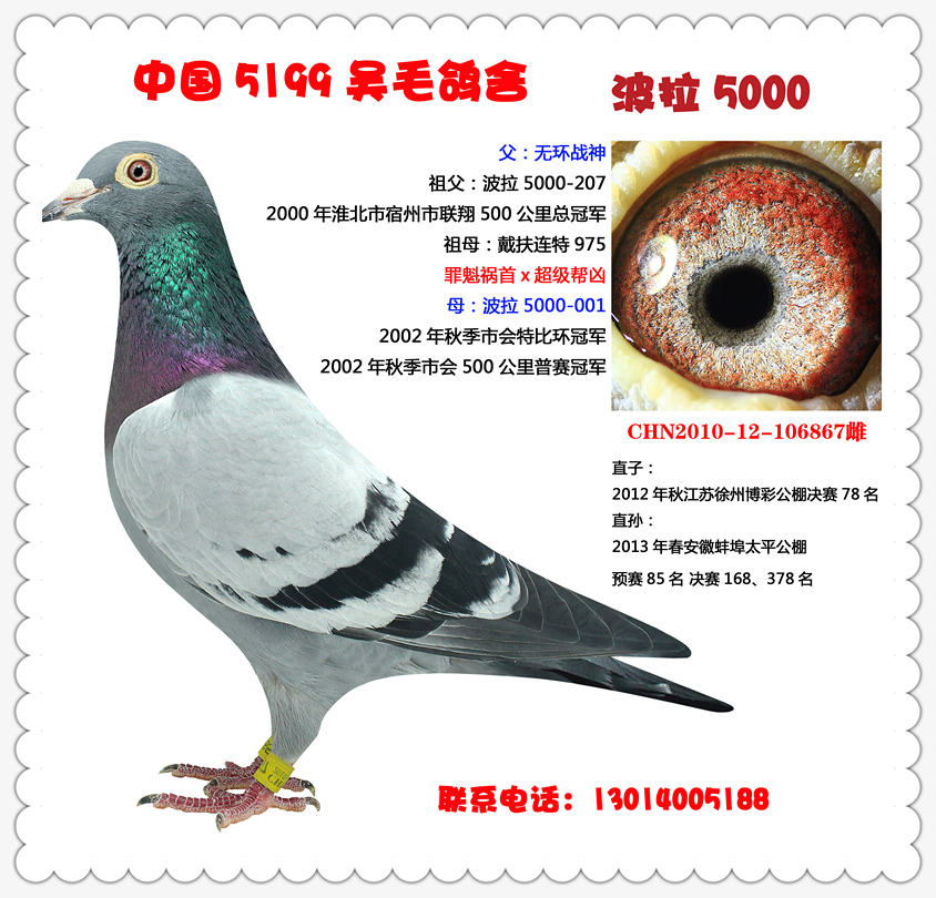 波拉5000-867