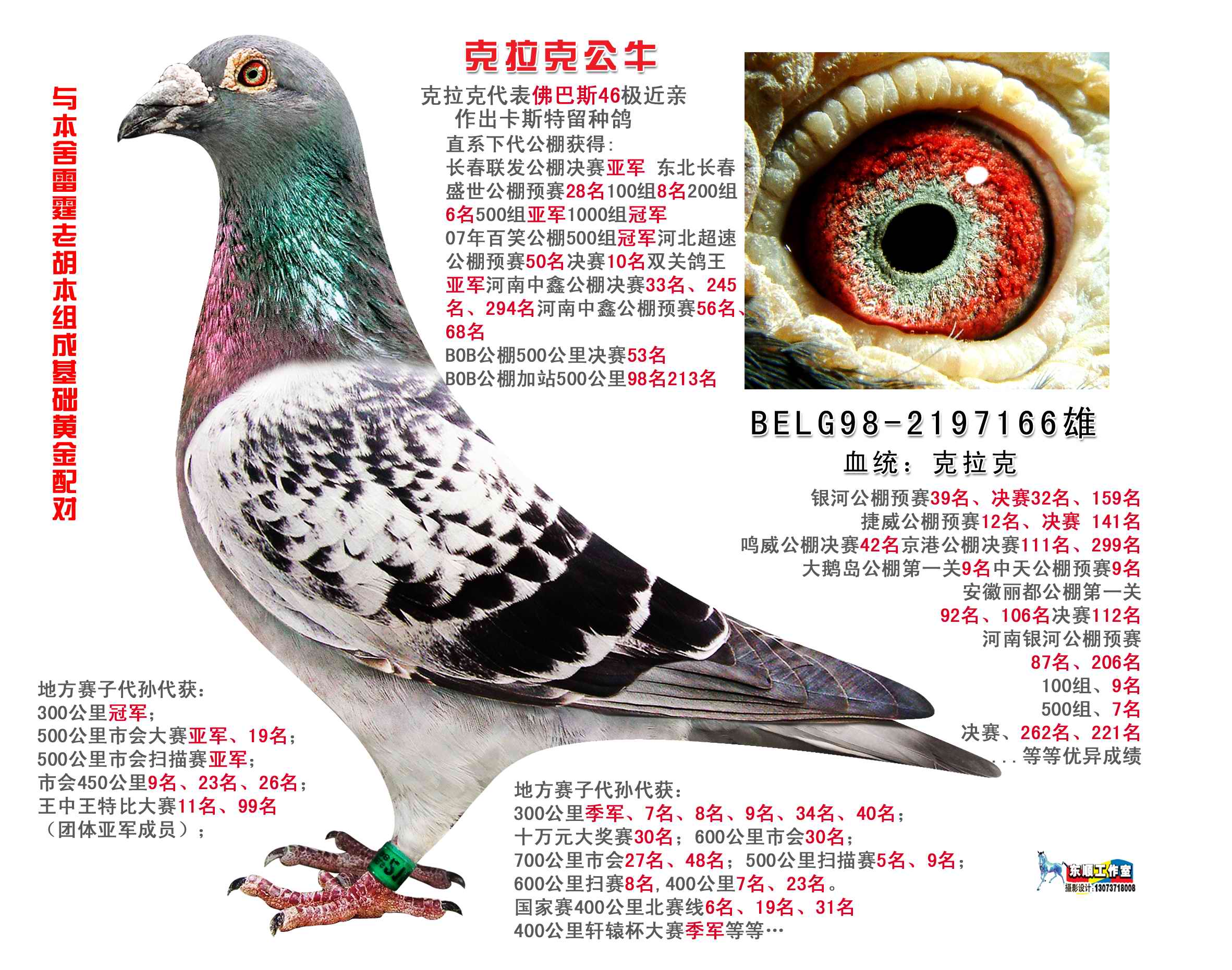 关于信鸽摄影的后期处理图（二）-信鸽园地-中国信鸽信息网