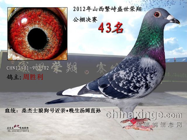 罗森波斯.桑杰士