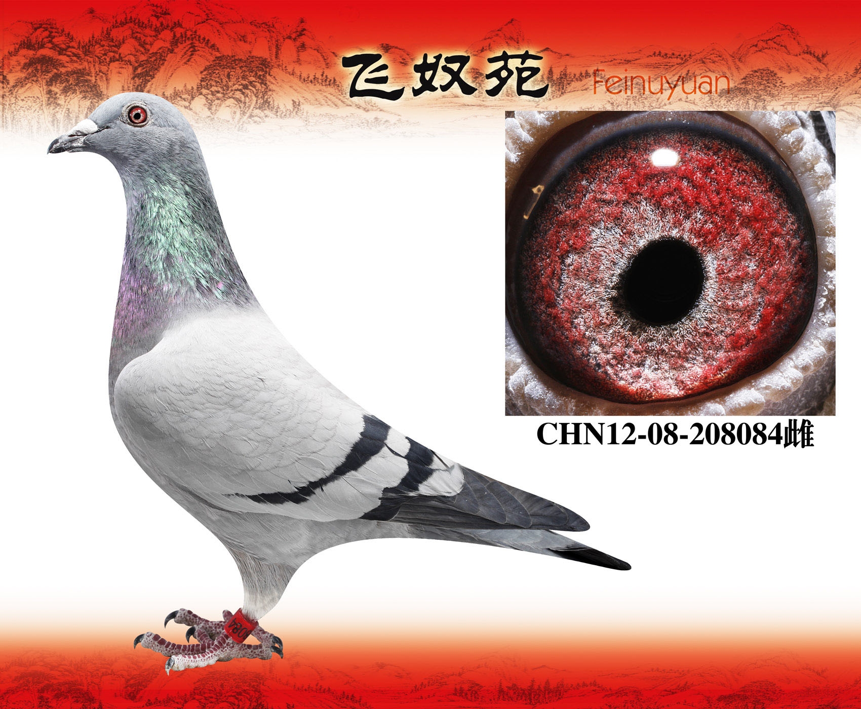 拿破仑084(始终领跑全<em>妹</em>)_飞<em>奴</em>苑·乔斯托内极