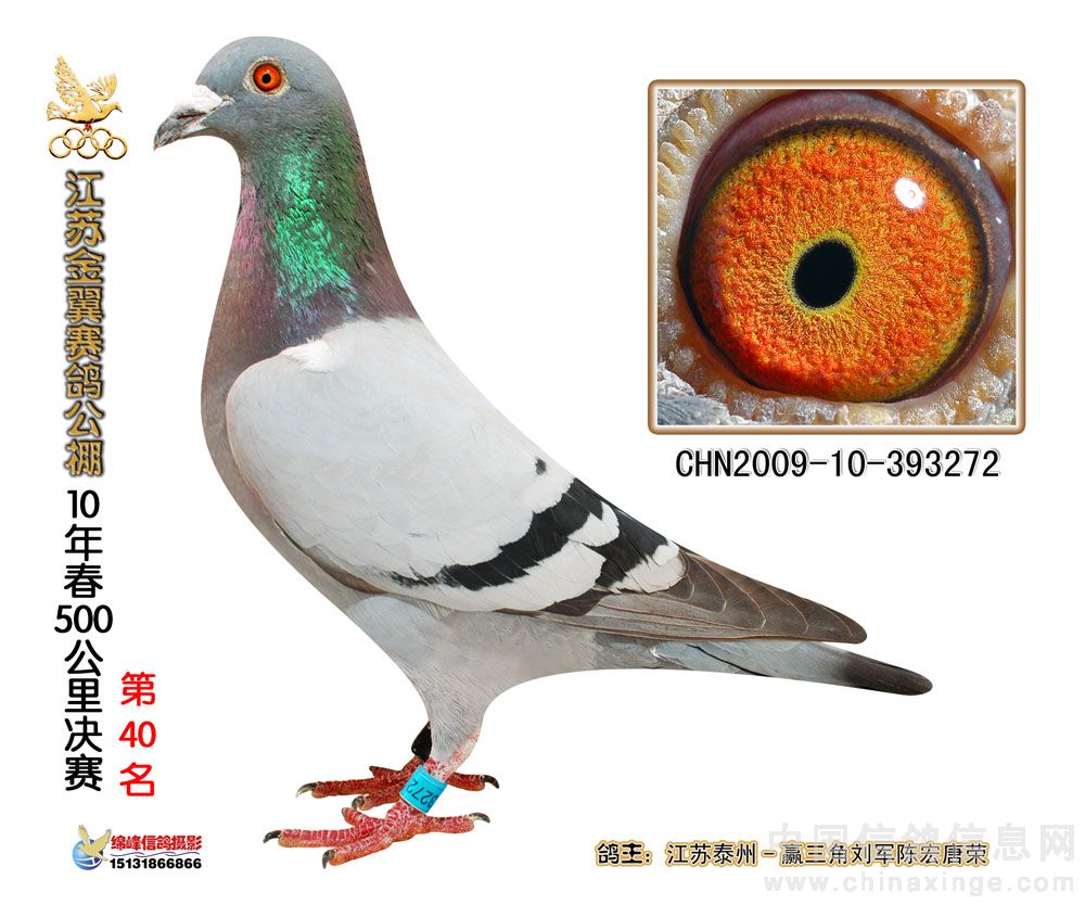 赢三角_赢三角刘军赛鸽_ag188.com爱鸽商城_中国信鸽