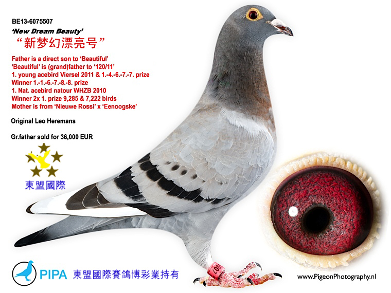 "新梦幻漂亮号/里欧.贺尔曼